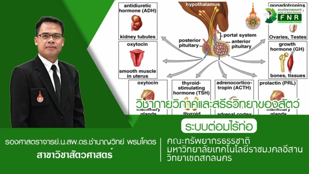 กายวิภาคและสรีรวิทยาของสัตว์ระบบต่อมไร้ท่อ โดย รศ.น.สพ.ดร.ชำนาญวิทย์ พรมโคตร