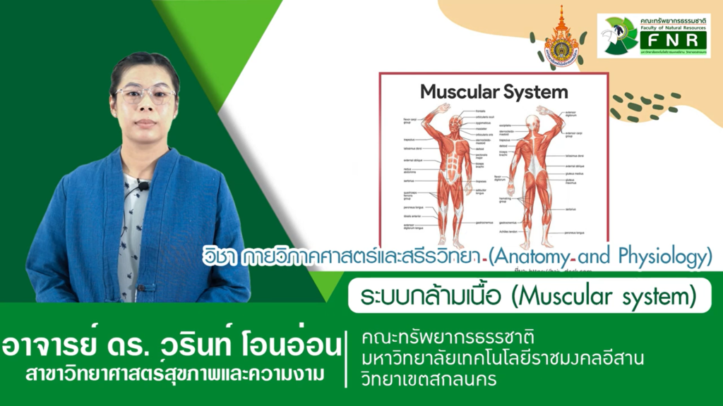 วิชากายวิภาคศาสตร์และสรีรวิทยา ระบบกล้ามเนื้อ โดย ดร.วรินท์  โอนอ่อน อาจารย์สาขาวิชาวิทยาศาสตร์สุขภาพและความงาม