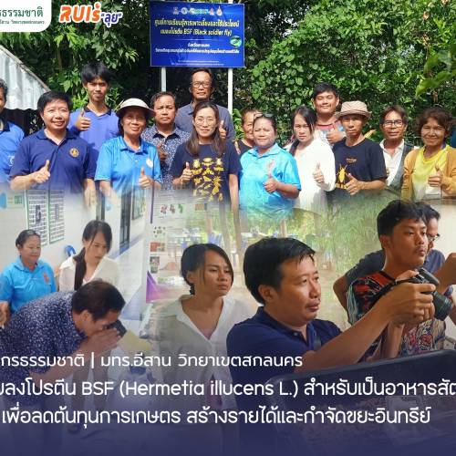 การผลิตแมลงโปรตีน BSF (Hermetia illucens L.) สำหรับเป็นอาหารสัตว์และปุ๋ยอินทรีย์ เพื่อลดต้นทุนการเกษตร สร้างรายได้และกำจัดขยะอินทรีย์